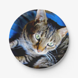Cat Paper-Teller Pappteller