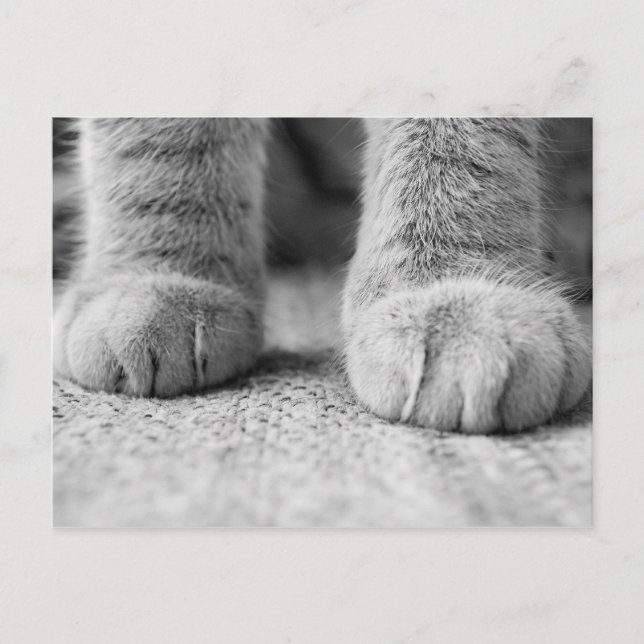 Cat Paws Post Card Postkarte (Vorderseite)
