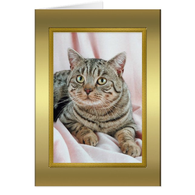 Cat Pedigree Card (Vorne)