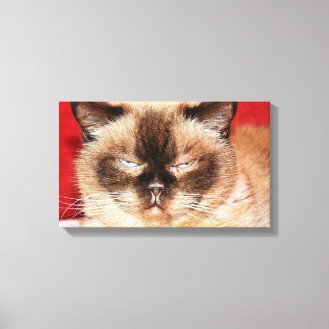 CAT PERSIAN SLEEEPED STRETCHED LEINWAND (Vorderseite)