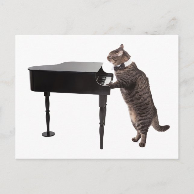 Cat Playing Piano Postkarte (Vorderseite)