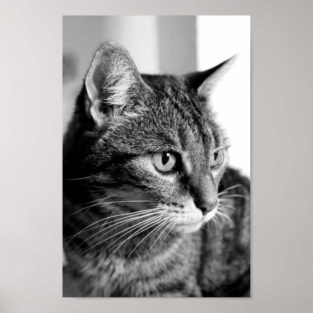 Cat-Portrait - der Denker Poster (Vorne)