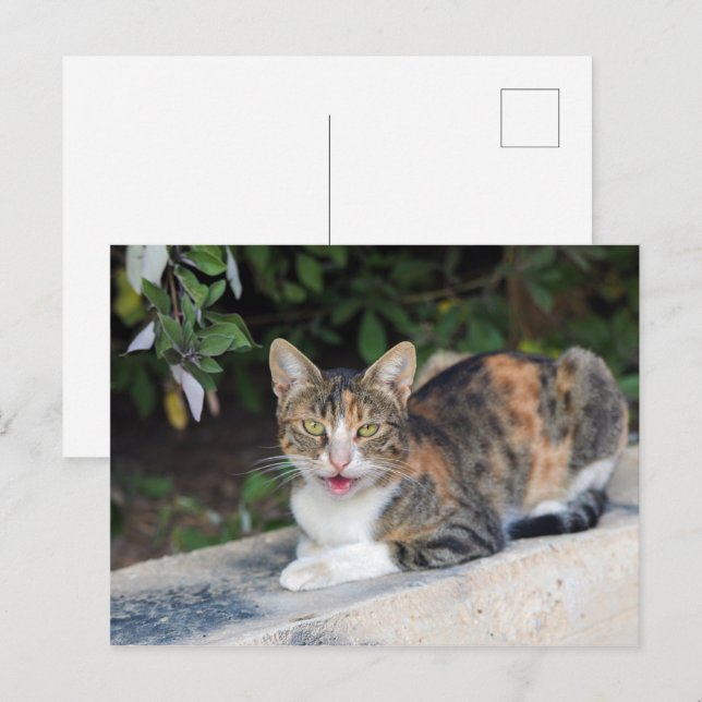 Cat-Portrait im Freien Postkarte (Vorne/Hinten)