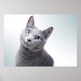 Cat Portrait Poster