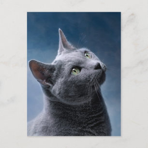 Cat Portrait Postkarte