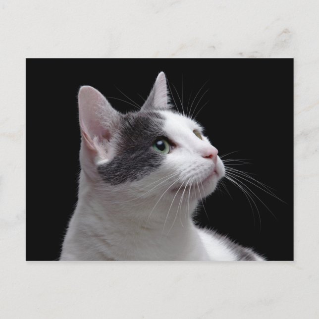 Cat Portrait Postkarte (Vorderseite)