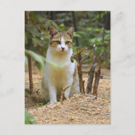 Cat [Postcard] Postkarte