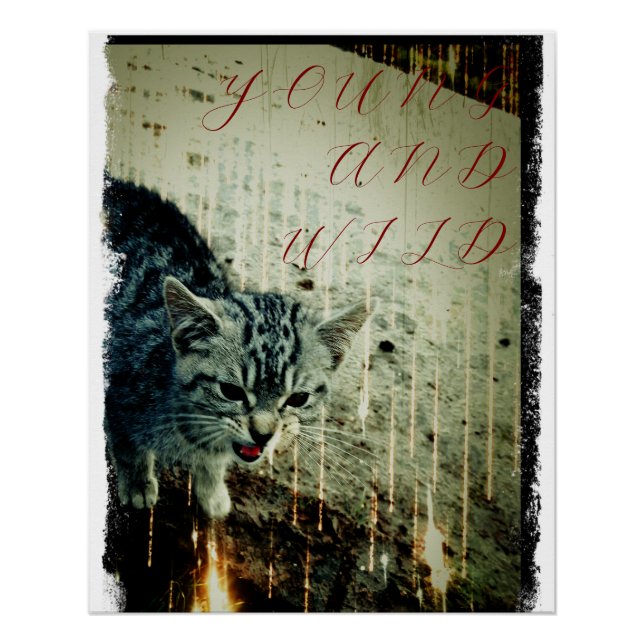 Cat Poster - Young and Wild (Vorderseite)