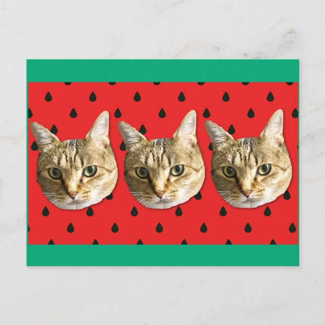 cat postkarte (Vorderseite)