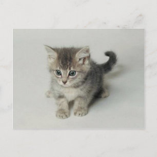 CAT POSTKARTE