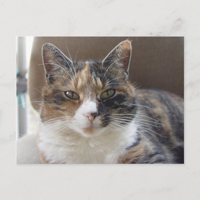 Cat 'Red' Portrait Postkarte (Vorderseite)