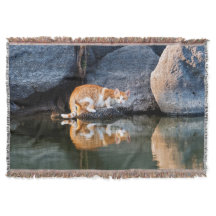 Cat Reflection in Pond Water Funny Foto -