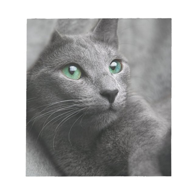 Cat Russian Blue Look Eyes Grau Pet Notizblock (Vorderseite)