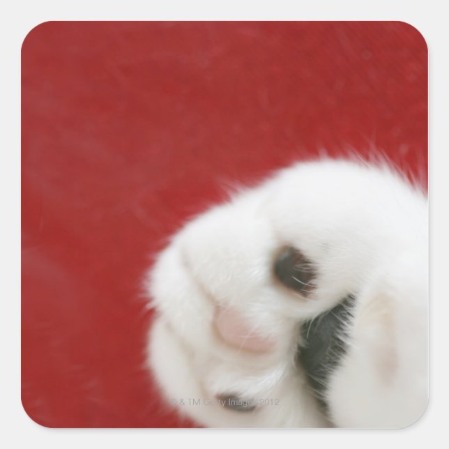 Cat’s paw quadratischer aufkleber (Vorderseite)