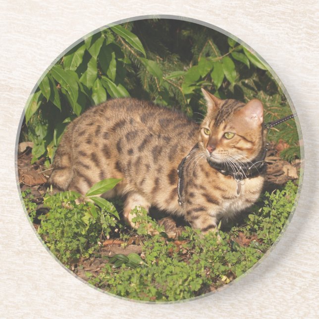 Cat Series - Serval Savannah Cat - Untersetzer (Vorne)