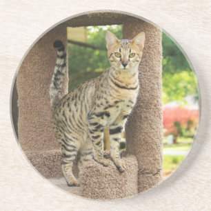 Cat Series - Serval Savannah Cat - Untersetzer