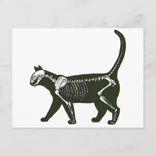 Cat Skeleton Postkarte (Vorderseite)