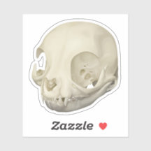 Cat Skull