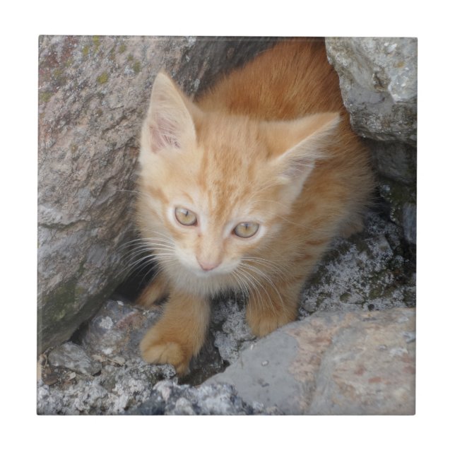 Cat Small (4,25" x 4,25") Keramik Foto Tile Fliese (Vorderseite)