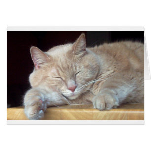 CAT SOMNOLENT MIGNON