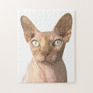 Cat Sphynx Portrait