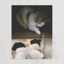 Cat Stuffy Playtime Postcard Feiertagspostkarte