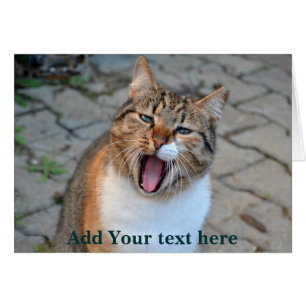 Cat Talking