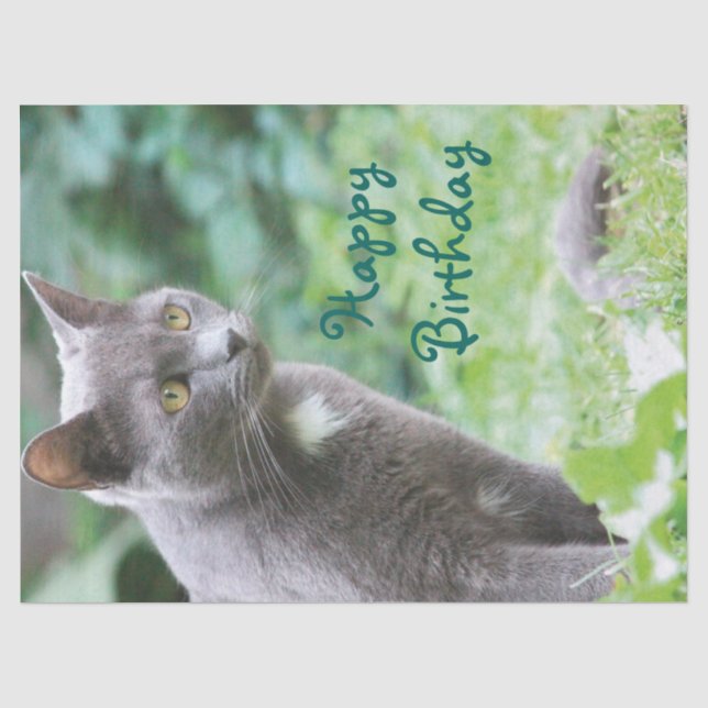 Cat Tissue Seidenpapier (Vorderseite)