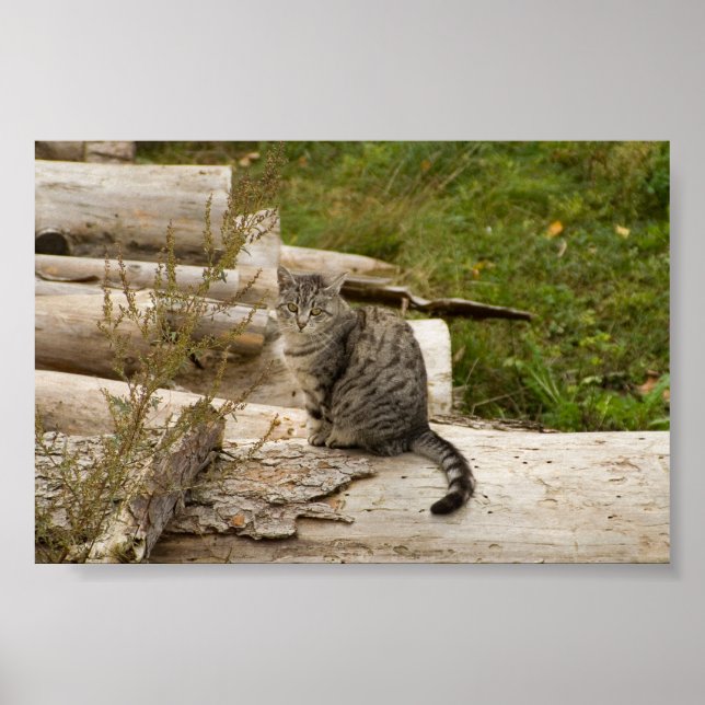Cat vous attend - Poster (Devant)