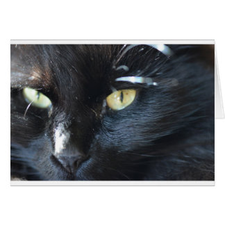 Cat vous regarde