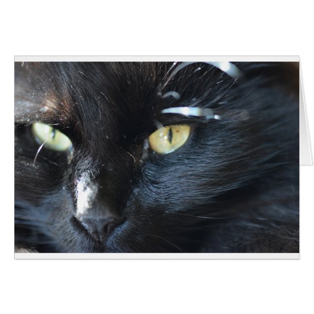 Cat vous regarde (Devant horizontal)