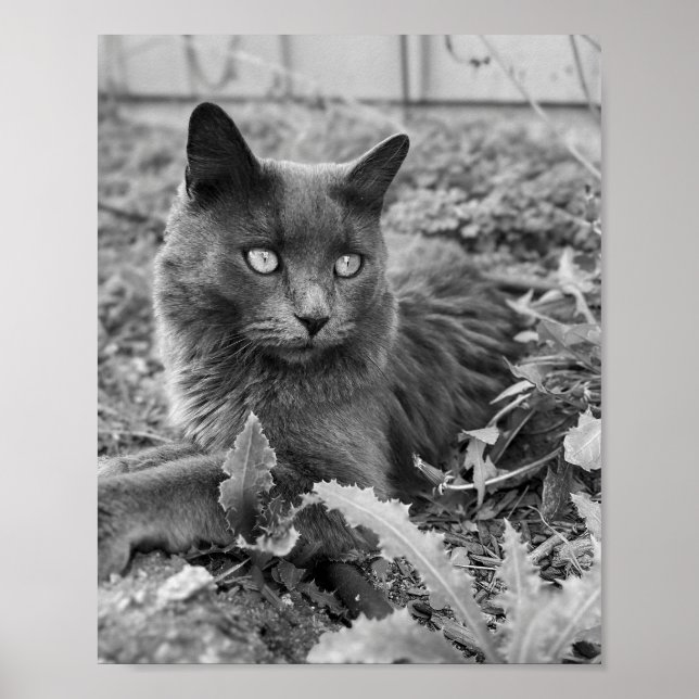 cat wall art poster (Vorne)