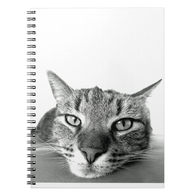 Cat Watching Notizblock (Vorderseite)