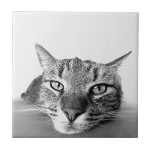 Cat Watching Tile Fliese