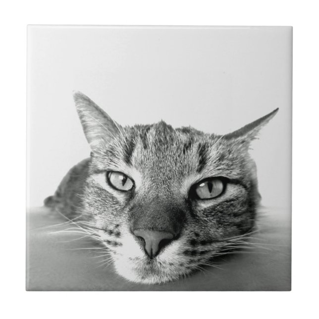 Cat Watching Tile Fliese (Vorderseite)