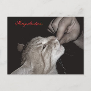 Cat Weihnachten
