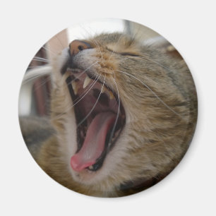 Cat yawn magnet