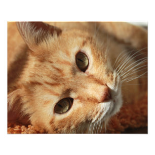 Cat-Zitat Fotodruck
