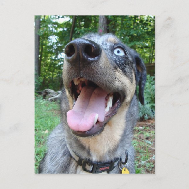 Catahoula Leopard Dog Face Postkarte (Vorderseite)