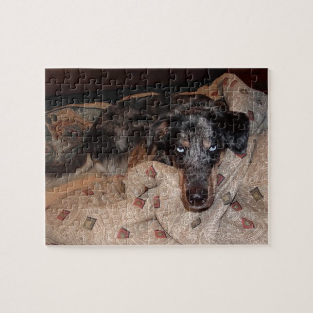Catahoula Leopard Dog Snoozing (Horizontal)