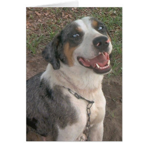 Catahoula Leopard-Hund