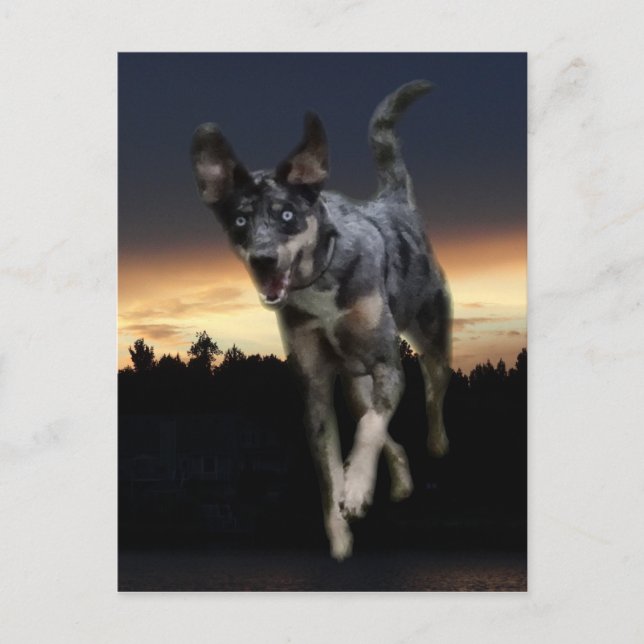 Catahoula Leopard Hund läuft auf Sonnenuntergang Postkarte (Vorderseite)
