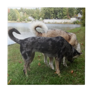 Catahoula Leopard-Hunde-und Ausky Hundeschnüffeln Fliese