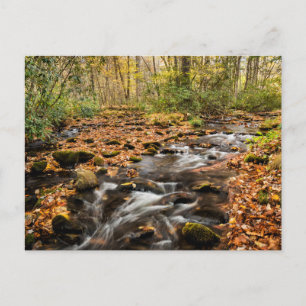 Cataloochee Creek NC Great Smoky Mountains Postkarte