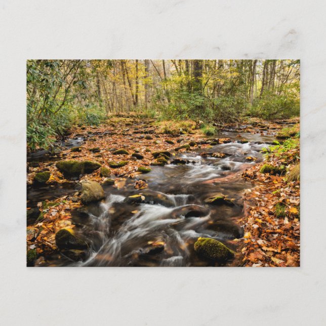 Cataloochee Creek NC Große Smoky-Berge Postkarte (Vorderseite)
