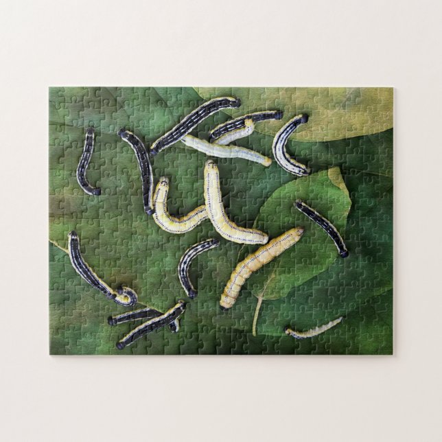 Catalpa Worms Catfish Bait Fotokunst (Horizontal)