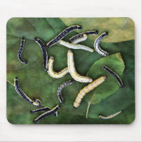 Catalpa Worms Catfish Bait Fotokunst