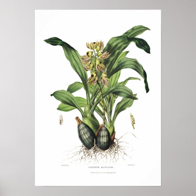 Catasetum maculatum von Miss Drake. Poster (Vorne)