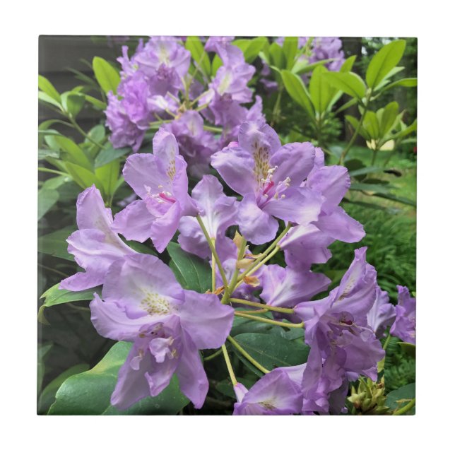 Catawbiense Boursault Rhododendrons, Oregon Fliese (Vorderseite)