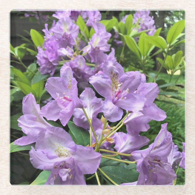 Catawbiense Boursault Rhododendrons, Oregon Glasuntersetzer (Vorderseite)